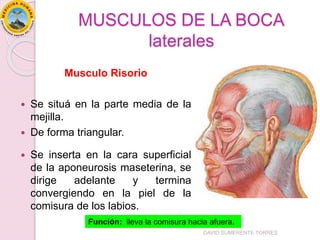 MUSCULOS DE LA BOCA
laterales
Musculo Risorio
 Se situá en la parte media de la
mejilla.
 De forma triangular.
 Se inserta en la cara superficial
de la aponeurosis maseterina, se
dirige adelante y termina
convergiendo en la piel de la
comisura de los labios.
Función: lleva la comisura hacia afuera.
DAVID SUMERENTE TORRES
 