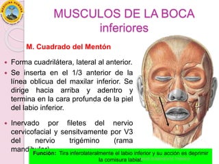 MUSCULOS DE LA BOCA
inferiores
M. Cuadrado del Mentón
 Forma cuadrilátera, lateral al anterior.
 Se inserta en el 1/3 anterior de la
línea oblicua del maxilar inferior. Se
dirige hacia arriba y adentro y
termina en la cara profunda de la piel
del labio inferior.
 Inervado por filetes del nervio
cervicofacial y sensitvamente por V3
del nervio trigémino (rama
mandibular).
Función: Tira inferolateralmente el labio inferior y su acción es deprimir
la comisura labial.
DAVID SUMERENTE TORRES
 