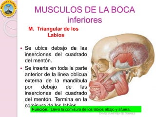 MUSCULOS DE LA BOCA
inferiores
M. Triangular de los
Labios
 Se ubica debajo de las
inserciones del cuadrado
del mentón.
 Se inserta en toda la parte
anterior de la línea oblicua
externa de la mandíbula
por debajo de las
inserciones del cuadrado
del mentón. Termina en la
comisura de los labios.
Función: Lleva la comisura de los labios abajo y afuera.
DAVID SUMERENTE TORRES
 