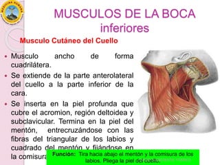 MUSCULOS DE LA BOCA
inferiores
Musculo Cutáneo del Cuello
 Musculo ancho de forma
cuadrilátera.
 Se extiende de la parte anterolateral
del cuello a la parte inferior de la
cara.
 Se inserta en la piel profunda que
cubre el acromion, región deltoidea y
subclavicular. Termina en la piel del
mentón, entrecruzándose con las
fibras del triangular de los labios y
cuadrado del mentón y fijándose en
la comisura de los labios y la mejilla.
Función: Tira hacia abajo el mentón y la comisura de los
labios. Pliega la piel del cuello.
DAVID SUMERENTE TORRES
 