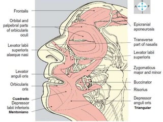 DAVID SUMERENTE TORRES
 