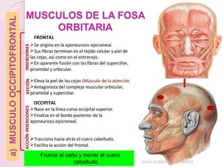 MUSCULOS DE LA FOSA
ORBITARIA
Fruncir el ceño y mover el cuero
cabelludo. DAVID SUMERENTE TORRES
a)
MUSCULO
OCCIPITOFRONTAL
 