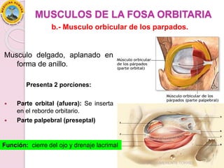 MUSCULOS DE LA FOSA ORBITARIA
Musculo delgado, aplanado en
forma de anillo.
Presenta 2 porciones:
 Parte orbital (afuera): Se inserta
en el reborde orbitario.
 Parte palpebral (preseptal)
Función: cierre del ojo y drenaje lacrimal
b.- Musculo orbicular de los parpados.
DAVID SUMERENTE TORRES
 