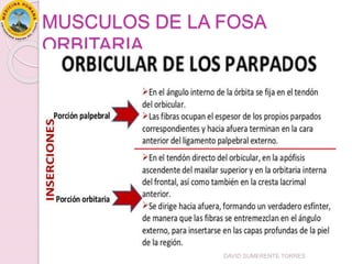 MUSCULOS DE LA FOSA
ORBITARIA
DAVID SUMERENTE TORRES
 
