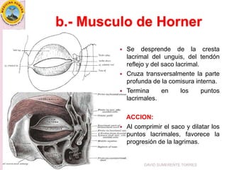 b.- Musculo de Horner
DAVID SUMERENTE TORRES
 Se desprende de la cresta
lacrimal del unguis, del tendón
reflejo y del saco lacrimal.
 Cruza transversalmente la parte
profunda de la comisura interna.
 Termina en los puntos
lacrimales.
ACCION:
 Al comprimir el saco y dilatar los
puntos lacrimales, favorece la
progresión de la lagrimas.
 
