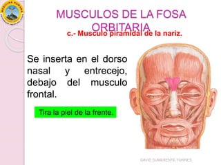 MUSCULOS DE LA FOSA
ORBITARIA
Se inserta en el dorso
nasal y entrecejo,
debajo del musculo
frontal.
c.- Musculo piramidal de la nariz.
Tira la piel de la frente.
DAVID SUMERENTE TORRES
 