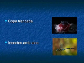 

Copa trencada



Insectes amb ales:

 
