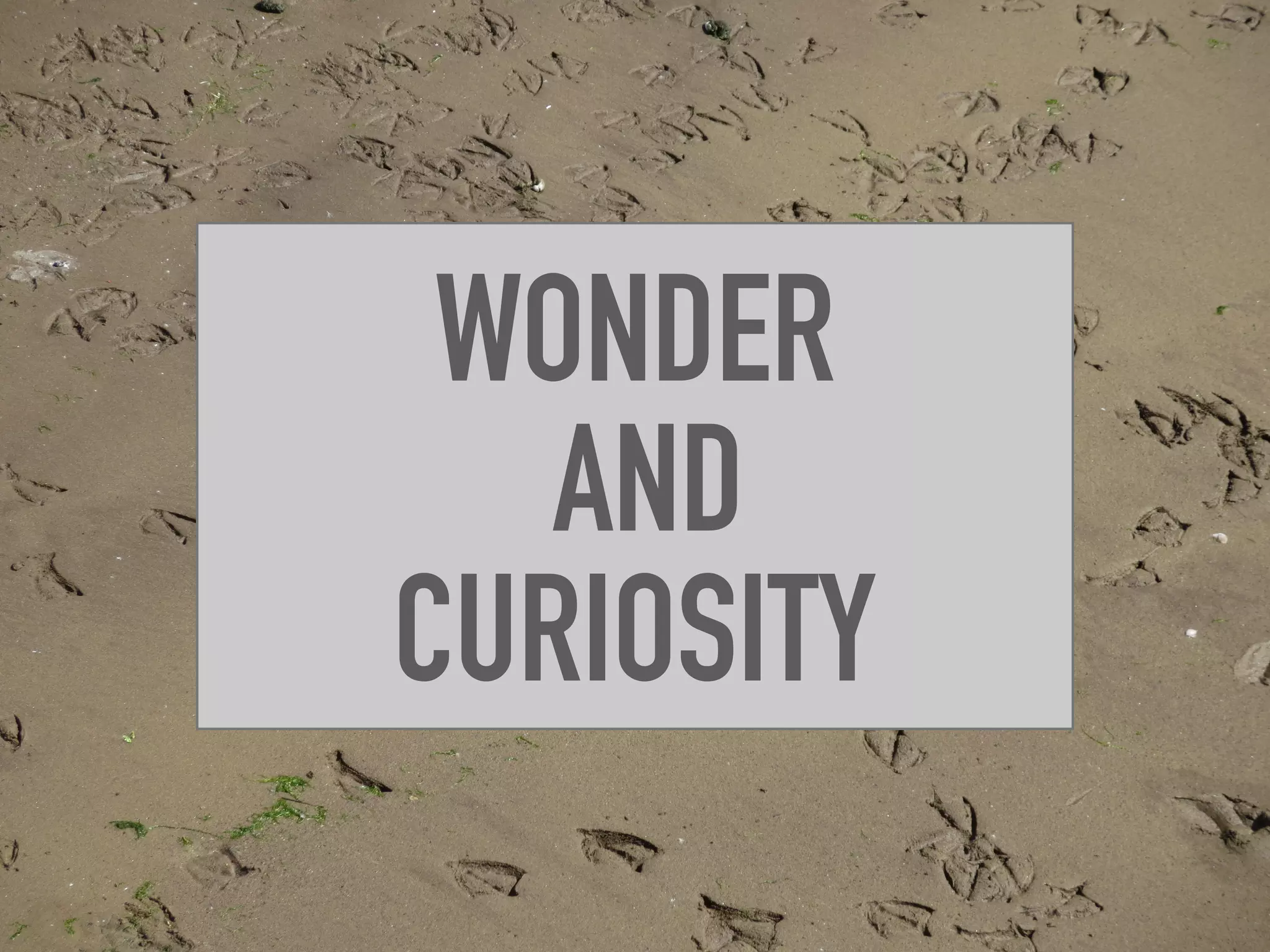 WONDER
AND
CURIOSITY
 