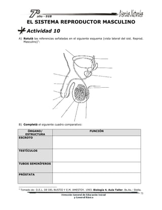 75
EL SISTEMA REPRODUCTOR MASCULINO
Actividad 10
A) Rotulá las referencias señaladas en el siguiente esquema (vista lateral del sist. Reprod.
Masculino)1
:
B) Completá el siguiente cuadro comparativo:
ÓRGANO/
ESTRUCTURA
FUNCIÓN
ESCROTO
TESTÍCULOS
TUBOS SEMINÍFEROS
PRÓSTATA
1
Tomado de: D.E.L. DE DEL BUSTIO Y E.M. AMESTOY. 1993. Biología 4. Aula Taller. Bs.As.: Stella.
 
