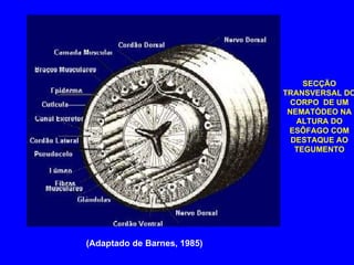 (Adaptado de Barnes, 1985) SECÇÃO TRANSVERSAL DO CORPO  DE UM NEMATÓDEO NA ALTURA DO ESÔFAGO COM DESTAQUE AO TEGUMENTO 