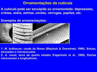 Ornamentações da cutícula A cutícula pode ser esculpida ou ornamentada: depressões, cristas, anéis, estrias, cerdas, verrugas, papilas, etc.  Exemplos de ornamentações: 1:  M. bulbosum,  cauda da   fêmea (Blaylock & Overstreet, 1999). Sulcos, elevações e microescudos. 2:  A. suum,  larva de quarto estádio (Fagerholm et al., 1999). Estrias transversais e longitudinais. 