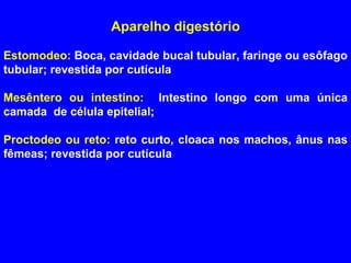 Aparelho digestório Estomodeo:  Boca, cavidade bucal tubular, faringe ou esôfago tubular; revestida por cutícula Mesêntero ou intestino:   Intestino longo com uma única camada  de célula epitelial; Proctodeo ou reto:  reto curto, cloaca nos machos, ânus nas fêmeas; revestida por cutícula 