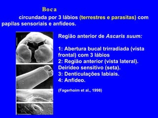   circundada por 3 lábios  (terrestres e parasitas)  com papilas sensoriais e anfídeos. Região anterior de  Ascaris suum: 1: Abertura bucal trirradiada (vista frontal) com 3 lábios  2: Região anterior (vista lateral). Deirídeo sensitivo (seta). 3: Denticulações labiais. 4: Anfídeo. (Fagerhoim et al., 1998) Boca 