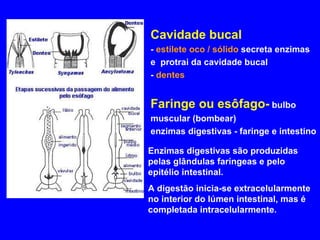 Cavidade bucal -  estilete oco / sólido  secreta enzimas  e  protrai da cavidade bucal -  dentes   Faringe ou esôfago-  bulbo muscular (bombear) enzimas digestivas - faringe e intestino Enzimas digestivas são produzidas pelas glândulas faríngeas e pelo epitélio intestinal.  A digestão inicia-se extracelularmente no interior do lúmen intestinal, mas é completada intracelularmente. 