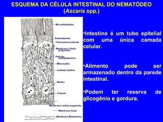 ESQUEMA DA CÉLULA INTESTINAL DO NEMATÓDEO ( Ascaris  spp.) Intestino é um tubo epitelial com uma única camada celular. Alimento pode ser armazenado dentro da parede intestinal. Podem ter reserva de glicogênio e gordura. 