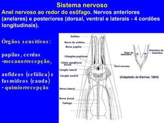 Sistema nervoso Anel nervoso ao redor do esôfago . Nervos anteriores (anelares) e posteriores (dorsal, ventral e laterais - 4 cordões longitudinais). Órgãos sensitivos : papilas, cerdas - mecanorrecepção ,  anfideos (cefálica) e  fasmídeos (cauda)  -  quimiorrecepção 