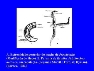 A, Extremidade posterior do macho de  Pseudocella.  (Modificada de Hope). B, Parasita de térmita.  Pristionchus aerivora , em copulação. (Segundo Merril e Ford, de Hyman). (Barnes,  1984). 