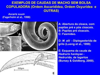 EXEMPLOS DE CAUDAS DE MACHO SEM BOLSA COPULADORA (Ordem Ascarididea, Ordem Oxyuridea  e OUTRAS) A: Abertura da cloaca, com papilas pré e pós cloacais. B: Papilas pré cloacais. C: Fasmídeo. D:  M. alii  -  Diplogasterida   de   grilo (Luong et al., 1999) E: Esquema da cauda de  Hedruris hanleyae -  Hedrurida ,  de lagartos  (Bursey & Goldberg, 2000). Ascaris suum (Fagerholm et al., 1998) 