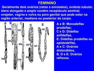 FEMININO   Geralmente dois ovários (retos e enrolados), oviduto tubular, útero alongado e amplo contém receptáculo seminal, ovejetor, vagina e vulva ou poro genital que pode estar na região anterior, mediana ou posterior do corpo. A e B: Monodelfas prodelfas; C e D: Didelfas anfidelfas, E: Didelfas prodelfas ou opistodelfas, A e C: Ovários distendidos, B, D e E: Ovários reflexos.  
