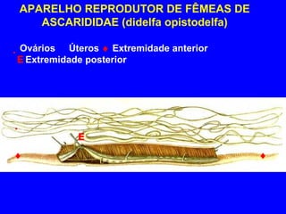 APARELHO REPRODUTOR DE FÊMEAS DE ASCARIDIDAE (didelfa opistodelfa)       Ovários      Úteros     Extremidade anterior     Extremidade posterior  