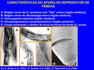 CARACTERÍSTICAS DO APARELHO REPRODUTOR DE FÊMEAS A: Região vulvar de  H. contortus  com “flap” vulvar (região mediana). B: Região vulvar de  Skrjabinagia boevi  (região mediana). C: Paracooperia nodulosa  (região mediana). D:  Oesophagostomum quadrispinulatum  (região posterior). E: Cauda mostrando o detalhe do ânus em forma de fenda ( A. suum ) B e C: Starke et al. (1983);  D: Zocoller et al. (1987); E: Fagerholm et al. (1998) 
