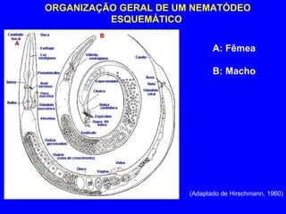 (Adaptado de Hirschmann, 1960) ORGANIZAÇÃO GERAL DE UM NEMATÓDEO ESQUEMÁTICO   A: Fêmea B: Macho 