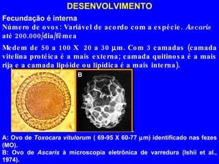 Fecundação é interna Número de ovos: Variável de acordo com a espécie.  Ascaris  até 200.000/dia/fêmea A: Ovo de  Toxocara vitulorum   ( 69-95 X 60-77   m) identificado nas fezes (MO). B: Ovo de  Ascaris  à microscopia eletrônica de varredura (Ishii et al., 1974). Medem de 50 a 100 X  20 a 30   m. Com 3 camadas (camada vitelina protéica é a mais externa; camada quitinosa é a mais rija e a camada lipóide ou lipídica é a mais interna). DESENVOLVIMENTO 