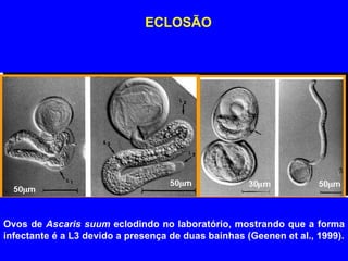 Ovos de  Ascaris suum  eclodindo no laboratório, mostrando que a forma infectante é a L3 devido a presença de duas bainhas (Geenen et al., 1999). ECLOSÃO 