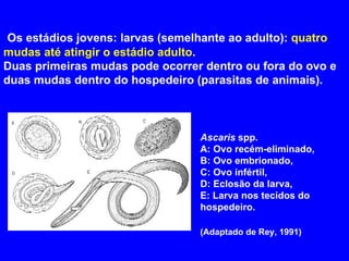 Os estádios jovens: larvas (semelhante ao adulto):  quatro mudas até atingir o estádio adulto .  Duas primeiras mudas pode ocorrer dentro ou fora do ovo e duas mudas dentro do hospedeiro (parasitas de animais). Ascaris  spp. A: Ovo recém-eliminado, B: Ovo embrionado, C: Ovo infértil, D: Eclosão da larva, E: Larva nos tecidos do hospedeiro. (Adaptado de Rey, 1991) 