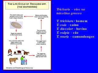 Trichuris – vive no intestino grosso T. trichiura  - homem  T. suis –  suíno  T. discolor –  bovino  T. vulpis –  cão  T. muris –  camundongos 