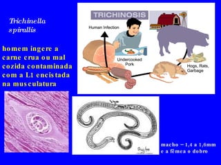 Trichinella spirallis homem ingere a carne crua ou mal cozida contaminada  com a L1 encistada na musculatura macho – 1,4 a 1,6mm e a fêmea o dobro 