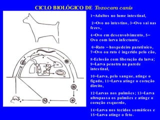1–Adultos no lume intestinal, 2–Ovo no intestino, 3–Ovo sai nas fezes,  4–Ovo em desenvolvimento, 5– Ovo com larva infectante, 6–Rato – hospedeiro paratênico, 7–Ovo ou rato é ingerido pelo cão,  8-Eclosão com liberação da larva; 9–Larva penetra na parede intestinal,  10–Larva, pelo sangue, atinge o fígado, 11–Larva atinge o coração direito,  12-Larvas nos pulmões; 13–Larva ultrapassa os pulmões e atinge o coração esquerdo,  14–Larva nos tecidos somáticos e 15–Larva atinge o feto. CICLO BIOLÓGICO DE  Toxocara canis 