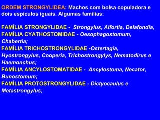 ORDEM STRONGYLIDEA :  Machos com bolsa copuladora e dois espículos iguais. Algumas famílias: FAMÍLIA STRONGYLIDAE  -  Strongylus, Alfortia, Delafondia ,  FAMÍLIA CYATHOSTOMIDAE  -  Oesophagostomum, Chabertia; FAMÍLIA TRICHOSTRONGYLIDAE  - Ostertagia, Hyostrongylus, Cooperia, Trichostrongylys, Nematodirus e Haemonchus; FAMÍLIA ANCYLOSTOMATIDAE  -  Ancylostoma, Necator, Bunostomum; FAMÍLIA PROTOSTRONGYLIDAE  -  Dictyocaulus e Metastrongylus; 