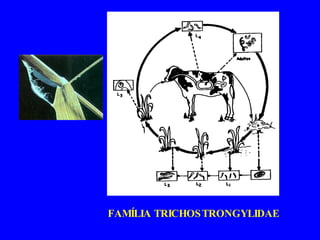 FAMÍLIA TRICHOSTRONGYLIDAE 