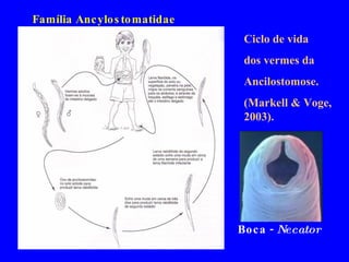 Ciclo de vida  dos vermes da  Ancilostomose.  (Markell & Voge, 2003). Família Ancylostomatidae Boca -  Necator 