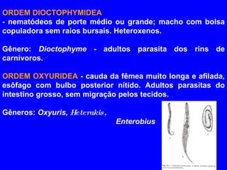 ORDEM DIOCTOPHYMIDEA   - nematódeos de porte médio ou grande; macho com bolsa copuladora sem raios bursais. Heteroxenos. Gênero:  Dioctophyme -  adultos parasita dos rins de carnívoros. ORDEM OXYURIDEA  - cauda da fêmea muito longa e afilada, esôfago com bulbo posterior nítido. Adultos parasitas do intestino grosso, sem migração pelos tecidos. Gêneros:  Oxyuris,  Heterakis, Enterobius  