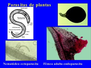 Parasitas de plantas Fêmea adulta endoparasita Nematódeo ectoparasita 