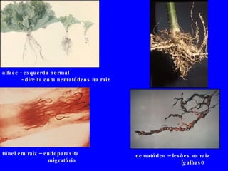 alface - esquerda normal - direita com nematódeos na raiz túnel em raiz – endoparasita migratório nematódeo – lesões na raiz (galhas0 