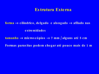 Estrutura Externa forma    cilíndrico, delgado  e alongado    afilado nas  extremidades tamanho    microscópios    7 mm / alguns até 5 cm Formas parasitas podem chegar até pouco mais de 1 m  