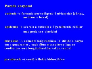 Parede corporal cutícula     formada por colágeno é tri-lamelar (córtex,  mediana e basal) epiderme    secreta a cutícula e é geralmente celular  mas pode ser  sincicial músculos    somente longitudinais     divide o corpo em 4 quadrantes,  cada fibra muscular se liga ao cordão nervoso longitudinal dorsal ou ventral pseudocele     contém fluido hidrostático 