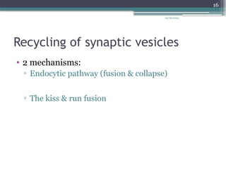 09/26/2024
16
Recycling of synaptic vesicles
• 2 mechanisms:
▫ Endocytic pathway (fusion & collapse)
▫ The kiss & run fusion
 