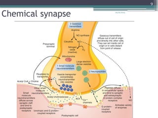 09/26/2024
9
Chemical synapse
 