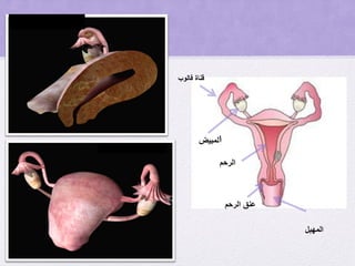 ‫ا‬‫لمبيض‬
‫الرحم‬
‫الرحم‬ ‫عنق‬
‫قناة‬‫فالوب‬
‫المهبل‬
 