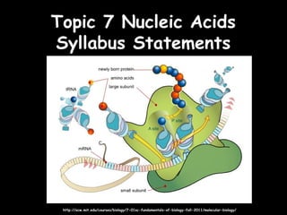 Topic 7 Nucleic AcidsTopic 7 Nucleic Acids
Syllabus StatementsSyllabus Statements
http://ocw.mit.edu/courses/biology/7-01sc-fundamentals-of-biology-fall-2011/molecular-biology/http://ocw.mit.edu/courses/biology/7-01sc-fundamentals-of-biology-fall-2011/molecular-biology/
 