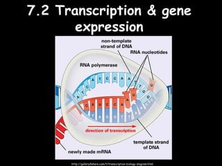 7 nucleic acids syllabus statements | PPT