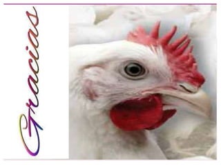 Nutrición de las aves