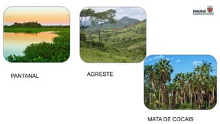 AGRESTE
PANTANAL
MATA DE COCAIS
 