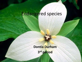 Endangered species




     Dontia Durham
       3rd period
 