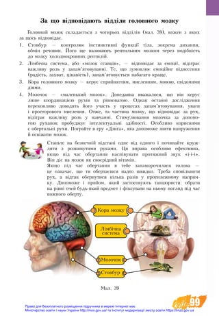 99
За що відповідають відділи головного мозку
Головний мозок складається з чотирьох відділів (мал. 39), кожен з яких
за щось відповідає.
1.	 Стовбур — контролює інстинктивні функції тіла, зокрема дихання,
обмін речовин. Його ще називають рептильним мозком через подібність
до мозку холоднокровних рептилій.
2.	 Лімбічна система, або «мозок ссавців», — відповідає за емоції, відіграє
важливу роль у запам’ятовуванні. Те, що зумовлює емоційне піднесення
(радість, захват, цікавість), запам’ятовується набагато краще.
3.	 Кора головного мозку — керує сприйняттям, мисленням, мовою, свідомими
діями.
4.	 Мозочок — «маленький мозок». Донедавна вважалося, що він керує
лише координацією рухів та рівновагою. Однак останні дослідження
переконливо доводять його участь у процесах запам’ятовування, уваги
і просторового мислення. Отже, та частина мозку, що відповідає за рух,
відіграє важливу роль у навчанні. Стимулювання мозочка за допомо-
гою руханок пробуджує інте­лектуальні здібності. Особливо корисними
є обертальні рухи. Пограйте в гру «Дзиґа», яка допоможе зняти напруження
й осві­жити мозок.
Станьте на безпечній відстані одне від одного і починайте круж-
ляти з розкинутими руками. Ця вправа особливо ефективна,
якщо під час обертання наспівувати протяжний звук «і-і-і».
Він діє на мозок як своєрідний вітамін.
Якщо під час обертання в тебе запаморочилася голова —
це означає, що ти обертаєшся надто швидко. Треба сповільнити
рух, а відтак обернутися кілька разів у протилежному напрям-
ку. Допоможе і прийом, який застосо­вують танцюристи: обрати
на рівні очей будь-який предмет і фіксувати на ньому погляд під час
кожного оберту.
Стовбур
Мозочок
Лімбічна
система
Кора мозку
Ìàë. 39
Право для безоплатного розміщення підручника в мережі Інтернет має
Міністерство освіти і науки України http://mon.gov.ua/ та Інститут модернізації змісту освіти https://imzo.gov.ua
 