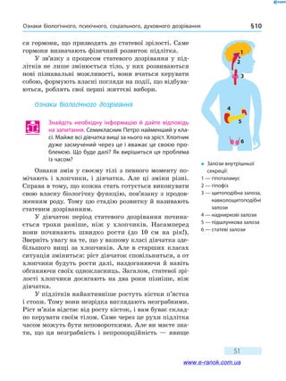 Ознаки біологічного, психічного, соціального, духовного дозрівання § 10
51
ся гормони, що призводять до статевої зрілості. Саме
гормони визначають фізичний розвиток підлітка.
У зв’язку з процесом статевого дозрівання у під-
літків не лише змінюється тіло, у них розвиваються
нові пізнавальні можливості, вони вчаться керувати
собою, формують власні погляди на події, що відбува-
ються, роблять свої перші життєві вибори.
Ознаки біологічного дозрівання
Знайдіть необхідну інформацію й дайте відповідь
на запитання. Семикласник Петро найменший у кла-
сі. Майже всі дівчатка вищі за нього на зріст. Хлопчик
дуже засмучений через це і вважає це своєю про-
блемою. Що буде далі? Як вирішиться ця проблема
із часом?
Ознаки змін у своєму тілі з певного моменту по-
мічають і хлопчики, і дівчатка. Але ці зміни різні.
Справа в тому, що кожна стать готується виконувати
свою власну біологічну функцію, пов’язану з продов­
женням роду. Тому цю стадію розвитку й називають
статевим дозріванням.
У дівчаток період статевого дозрівання почина-
ється трохи раніше, ніж у хлопчиків. Насамперед
вони починають швидко рости (до 10 см на рік!).
Зверніть увагу на те, що у вашому класі дівчатка зде-
більшого вищі за хлопчиків. Але в старших класах
ситуація зміниться: ріст дівчаток сповільниться, а от
хлопчики будуть рости далі, наздоганяючи й навіть
обганяючи своїх однокласниць. Загалом, статевої зрі-
лості хлопчики досягають на два роки пізніше, ніж
дівчатка.
У підлітків найактивніше ростуть кістки п’ястка
і стопи. Тому вони незрідка виглядають незграбними.
Ріст м’язів відстає від росту кісток, і вам буває склад-
но керувати своїм тілом. Саме через це рухи підлітка
часом можуть бути неповороткими. Але ви маєте зна-
ти, що ця незграбність і непропорційність — явище
�	 Залози внутрішньої
секреції:
1 — гіпоталамус
2 — гіпофіз
3 — щитоподібна залоза,
навколощитоподібні
залози
4 — надниркові залози
5 — підшлункова залоза
6 — статеві залози
1
2
3
4
5
6
www.e-ranok.com.ua
 